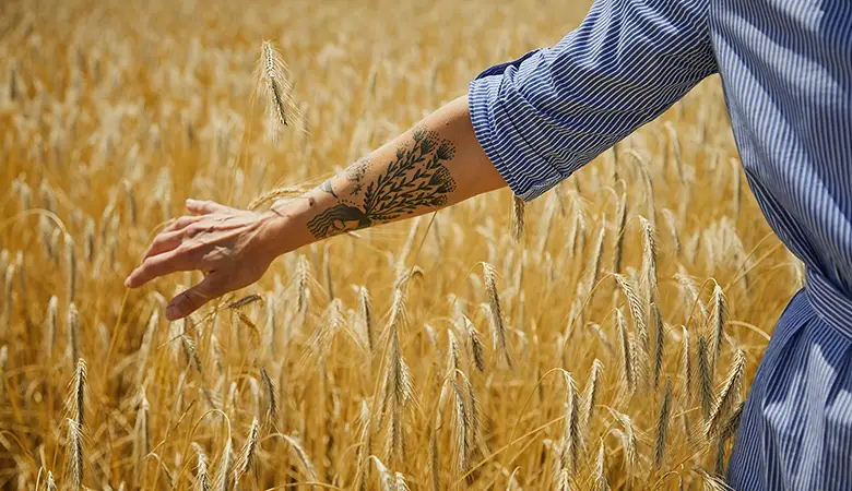 Hand, die über Kornähren streicht. 